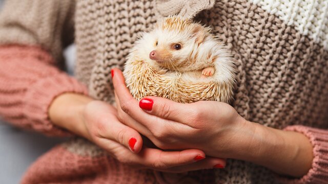 Professional Care for Your Exotic Pets